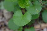 Golden groundsel